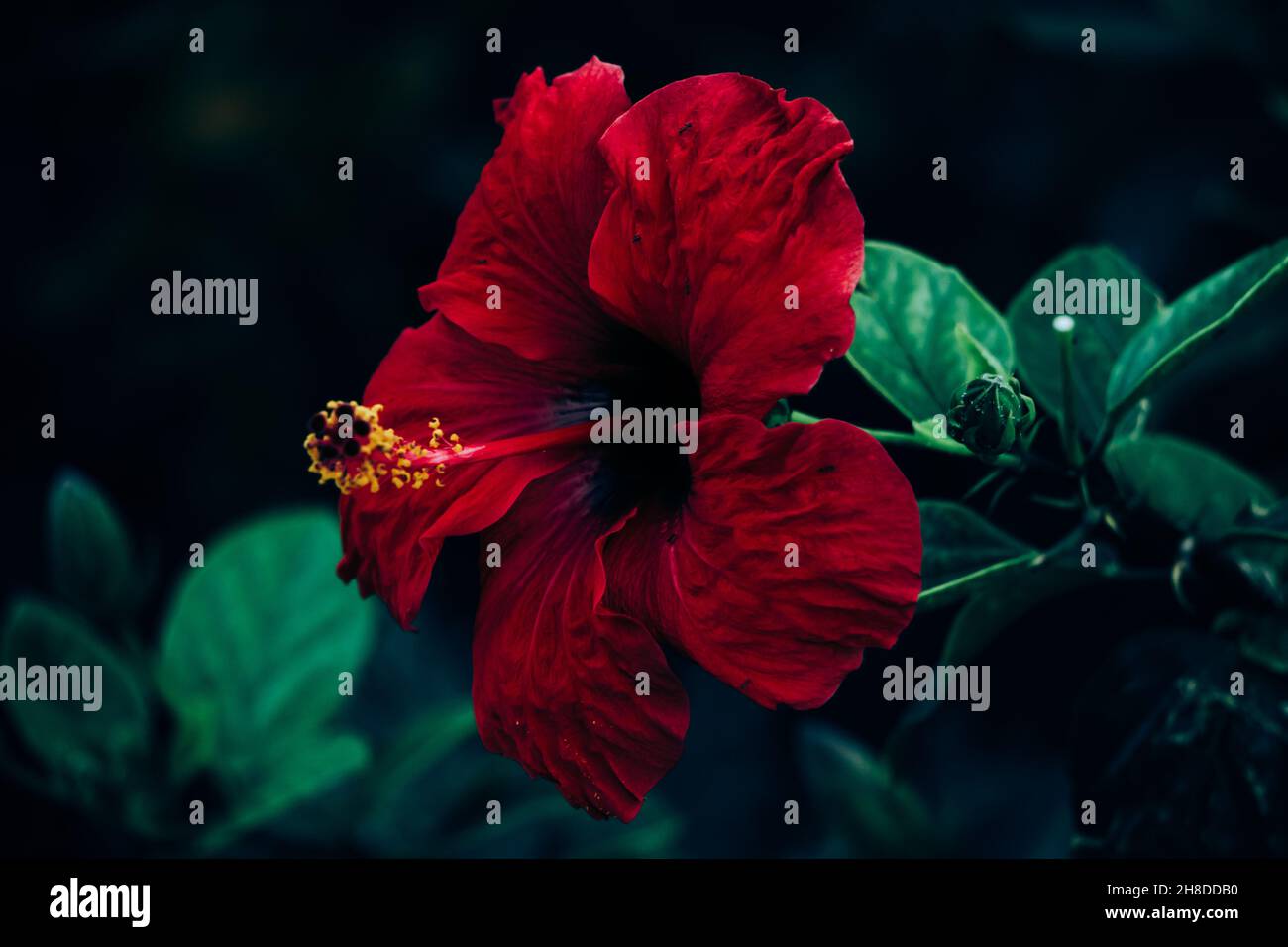 Schöne rote Hibiskusblüte in kräftigen Farben Stockfoto