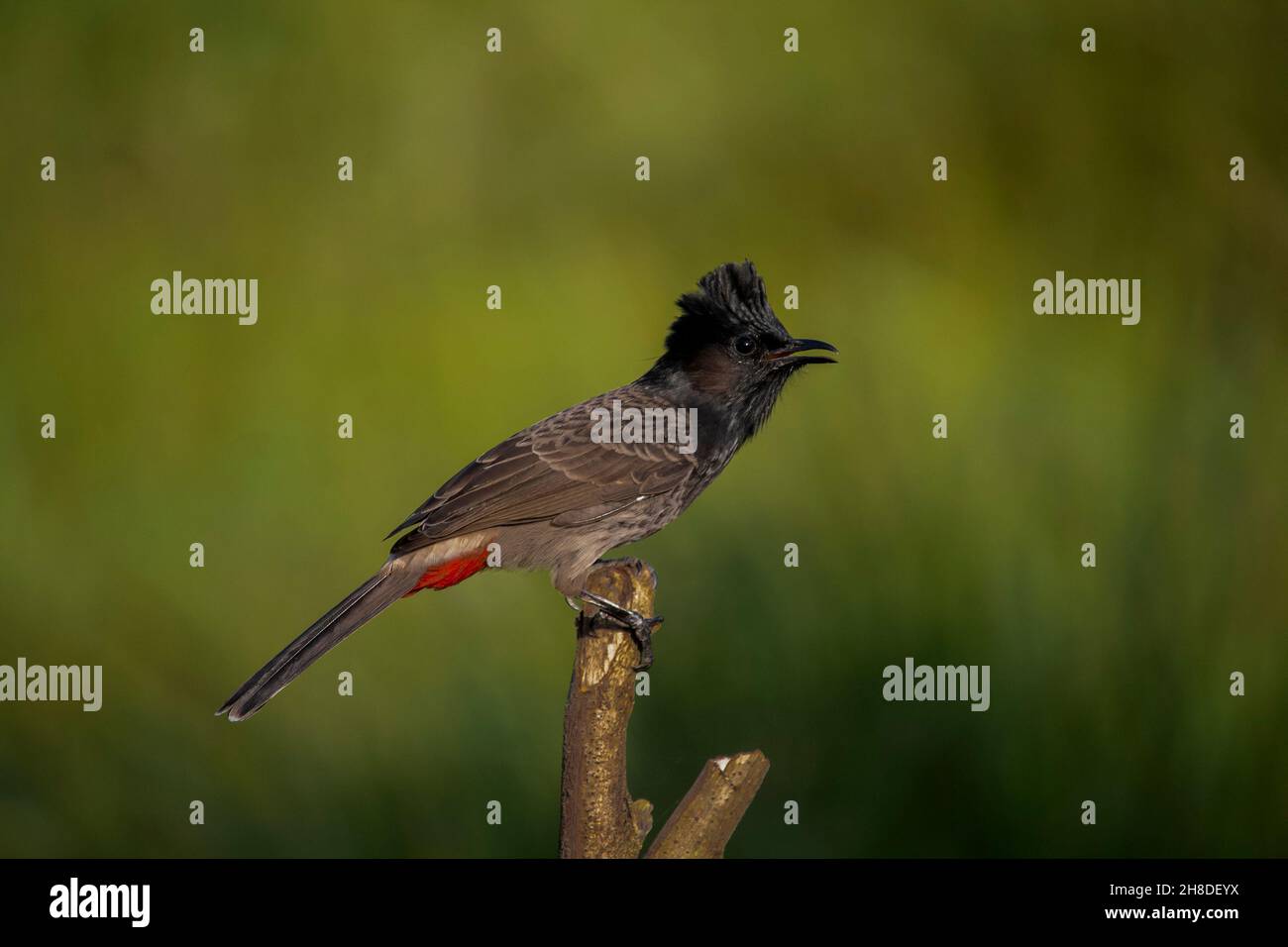 Schöne indische rot belüfteten bulbul (Pycnonotus cafer) Vogel sitzen auf einem Zweig, es ist ein ansässiger Züchter auf dem indischen Subkontinent. Stockfoto
