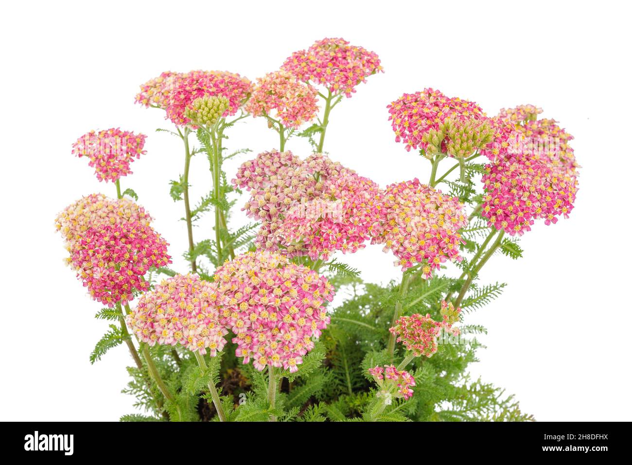 Rote schafgarbe Blumen auf weißem Hintergrund. Stockfoto