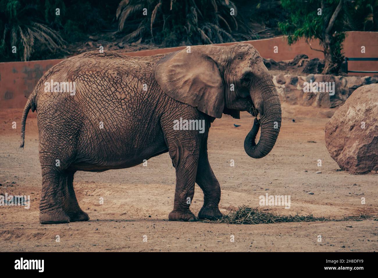 Elefant bei perfekten Lichtverhältnissen Stockfoto