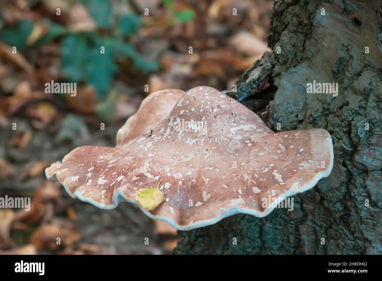Nahaufnahme eines kleinen wilden weißen Pilzes auf dem Baumstamm mit dem verschwommenen Hintergrund Stockfoto