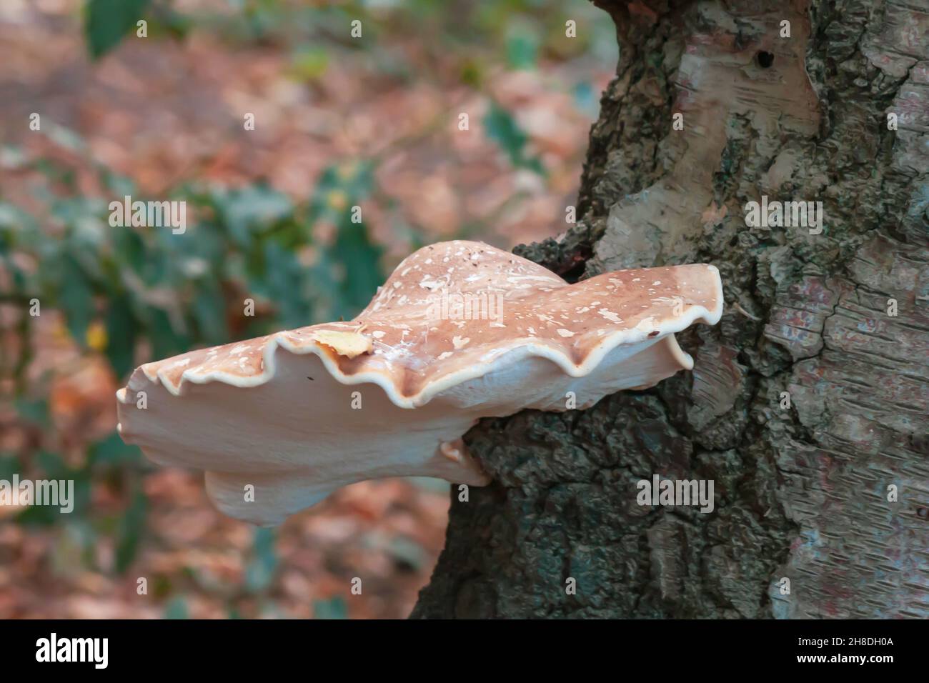 Nahaufnahme eines kleinen wilden weißen Pilzes auf dem Baumstamm mit dem verschwommenen Hintergrund Stockfoto