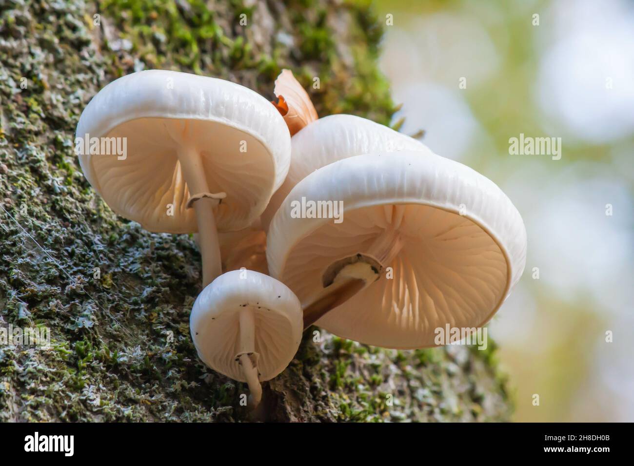 Nahaufnahme einer Gruppe kleiner wilder weißer Pilze auf dem Baumstamm mit dem verschwommenen Hintergrund Stockfoto