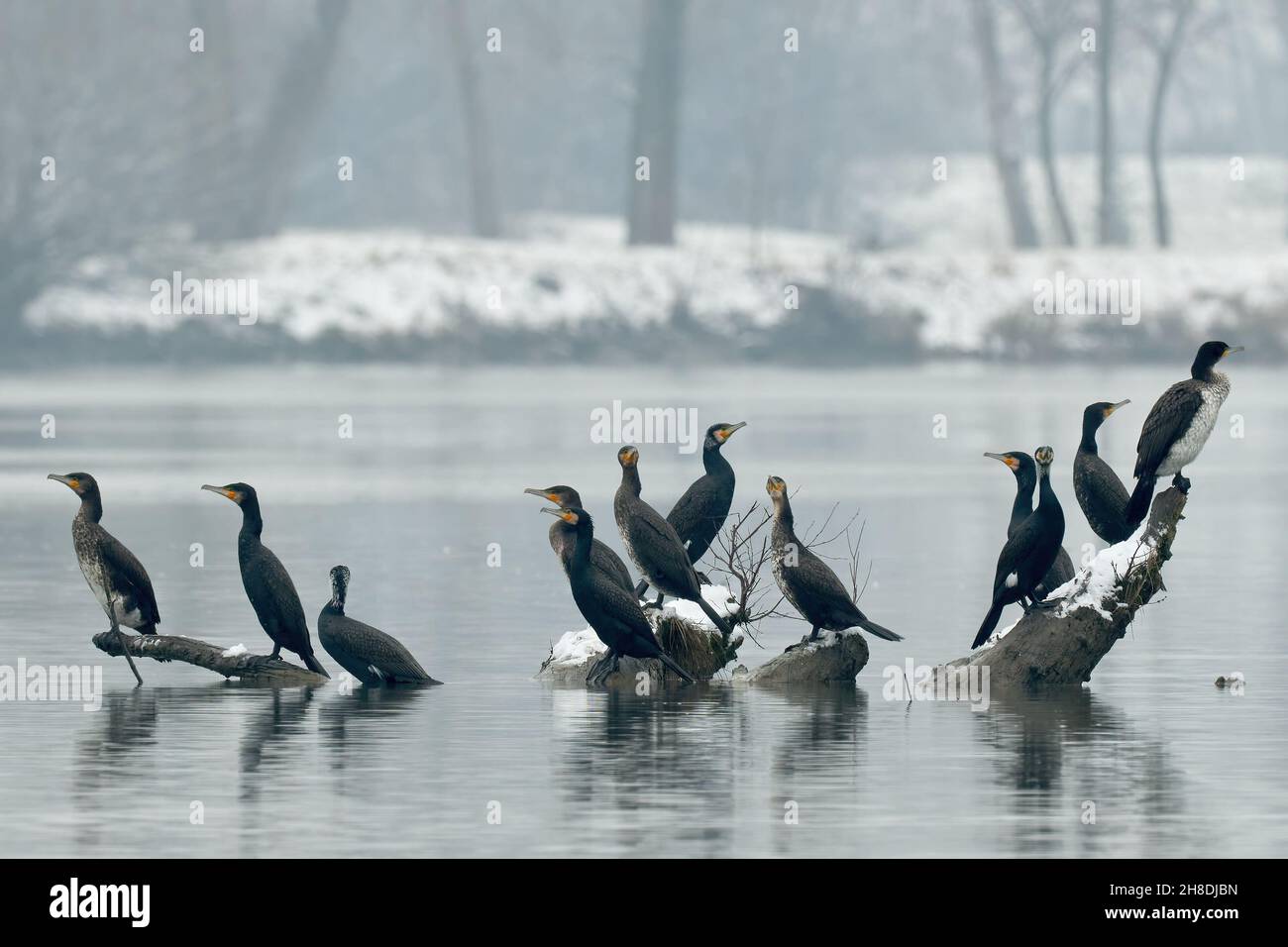 Große Kormorane im Fluss. Regungslos auf Steinen und Holz sitzend. Gruppe, im frühen Winter nebliger Morgen. Gattung Phalacrocorax carbo. Trencin, Slowakei Stockfoto