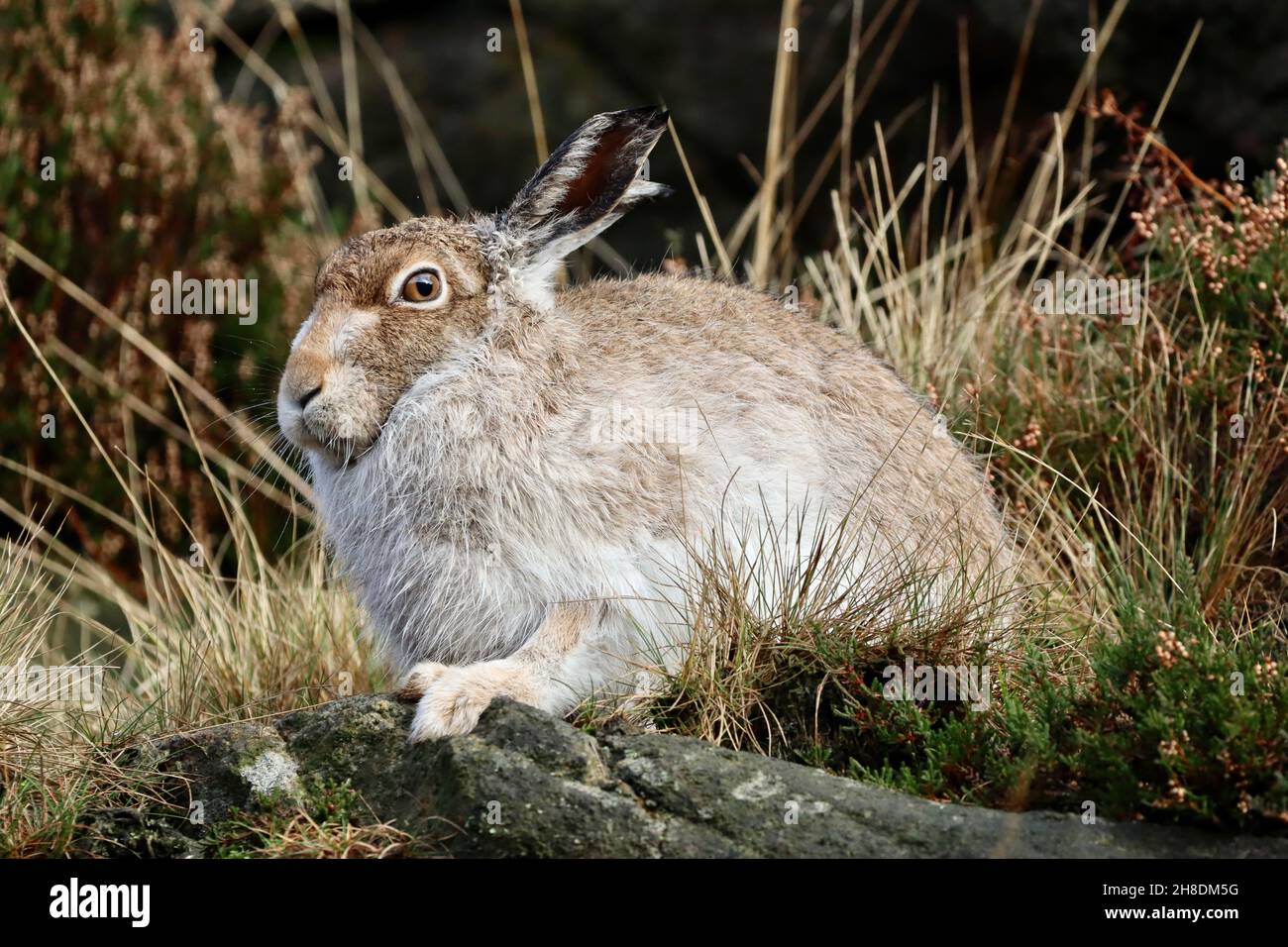 Weißer Berghare, Chew Valley Stockfoto