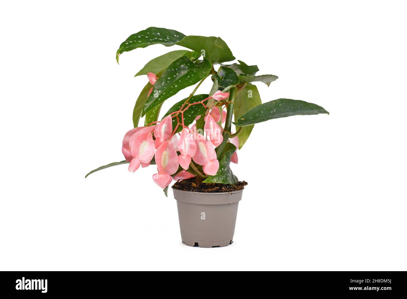 Tropische 'Begonia Tamaya'-Zimmerpflanze mit rosa Blten im Topf auf weiem  Hintergrund Stockfotografie - Alamy