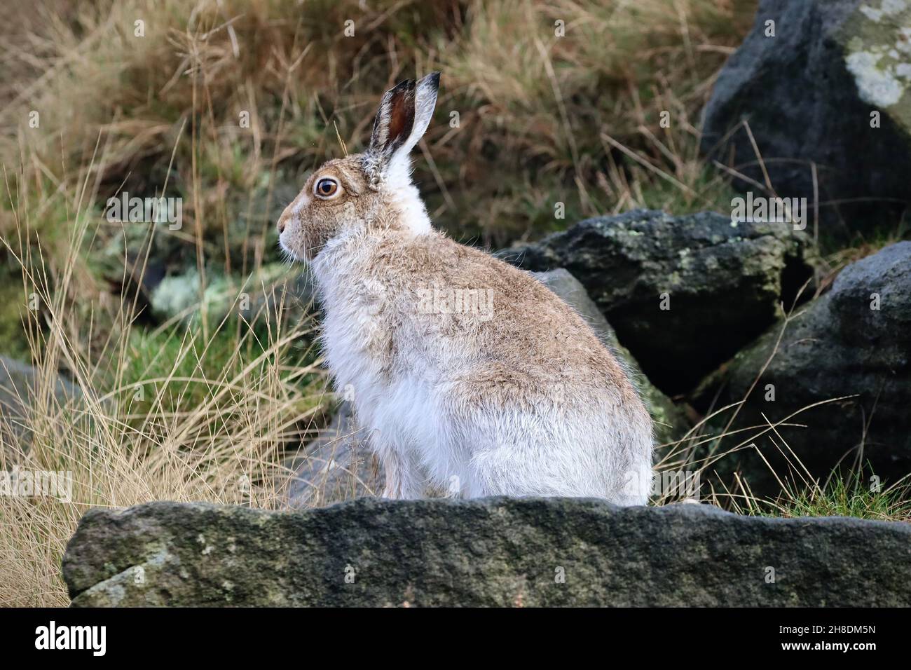 Weißer Berghare, Chew Valley Stockfoto