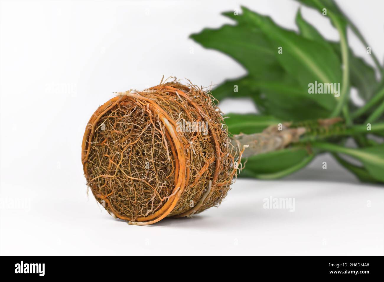 Sehr wurzelgebundene Wurzelkugel der Zimmerpflanze mit oranger Farbe von Dünger auf weißem Hintergrund Stockfoto