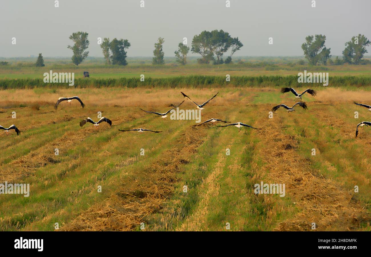 Vögel in Griechenland Störche fliegen in einem geernteten Getreidefeld um das Delta des Evros-Flusses, Alexandroupolis, hoch Stockfoto