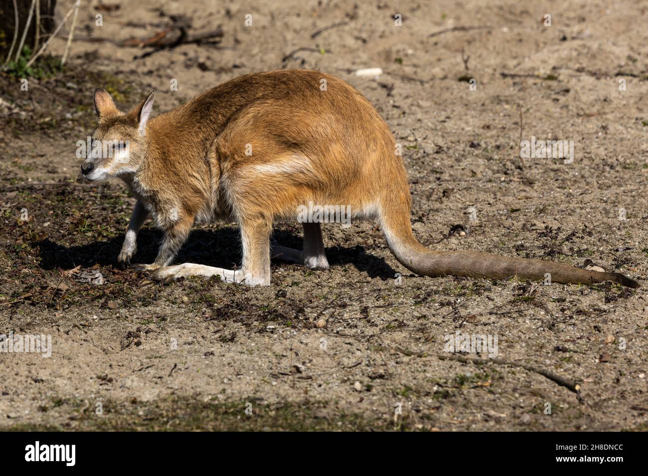 Der agile Wallaby, Macropus agilis auch als sandy Wallaby bekannt, ist