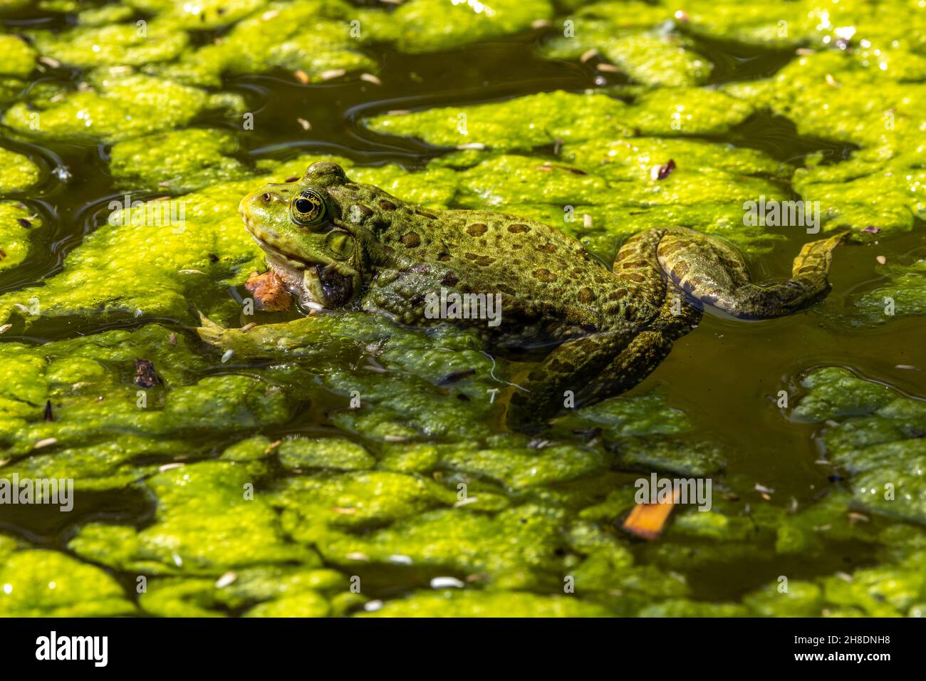Gewöhnlicher Frosch, Rana temporaria, einzelnes Reptil, das im Wasser