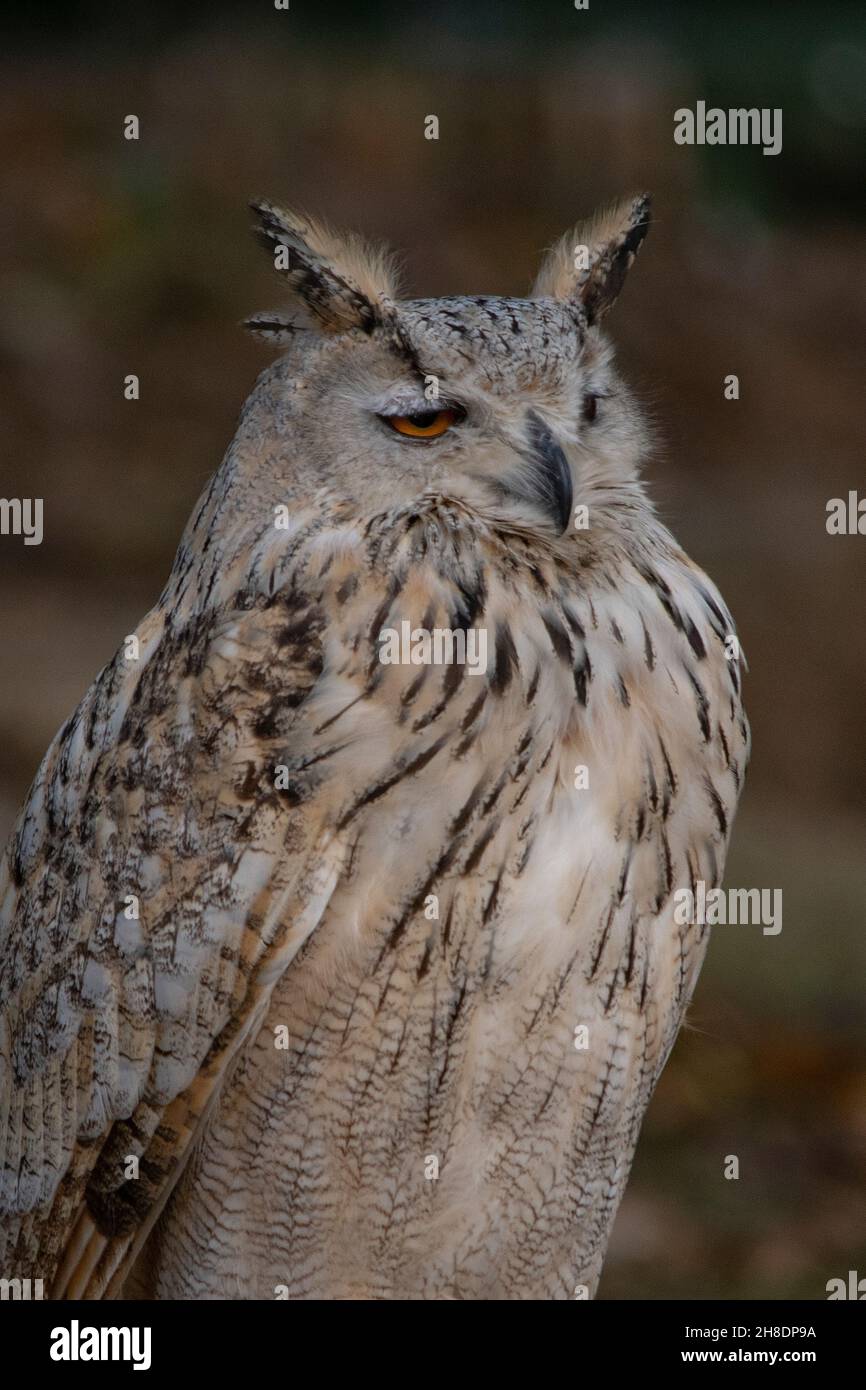 Bubo bubo sibiricus - die Siberian Eagle Owl ist eine Art von strigiformen Vögeln aus der Familie der Strigidae. Stockfoto