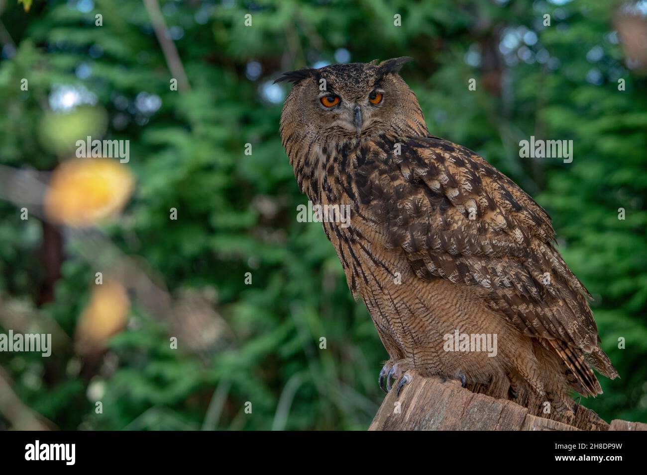 Bubo bubo - die Adlereule ist eine Art von strigiformen Vögeln aus der Familie der Strigidae. Stockfoto