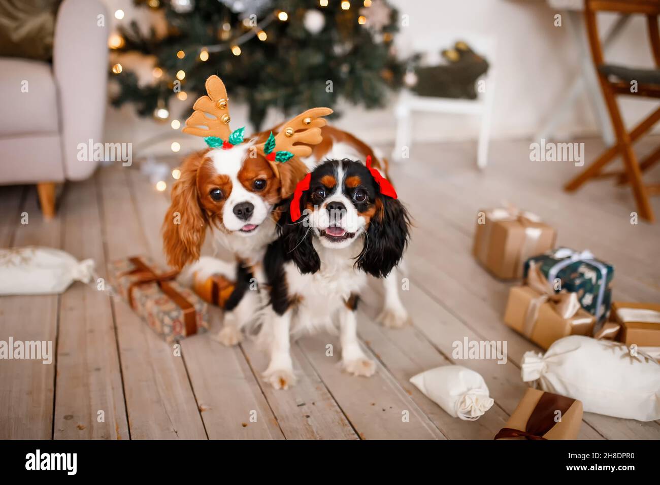 Zwei Spaniels, umgeben von Neujahrsdekorationen und Geschenken, spielen und genießen Weihnachten und Neujahr. Stockfoto