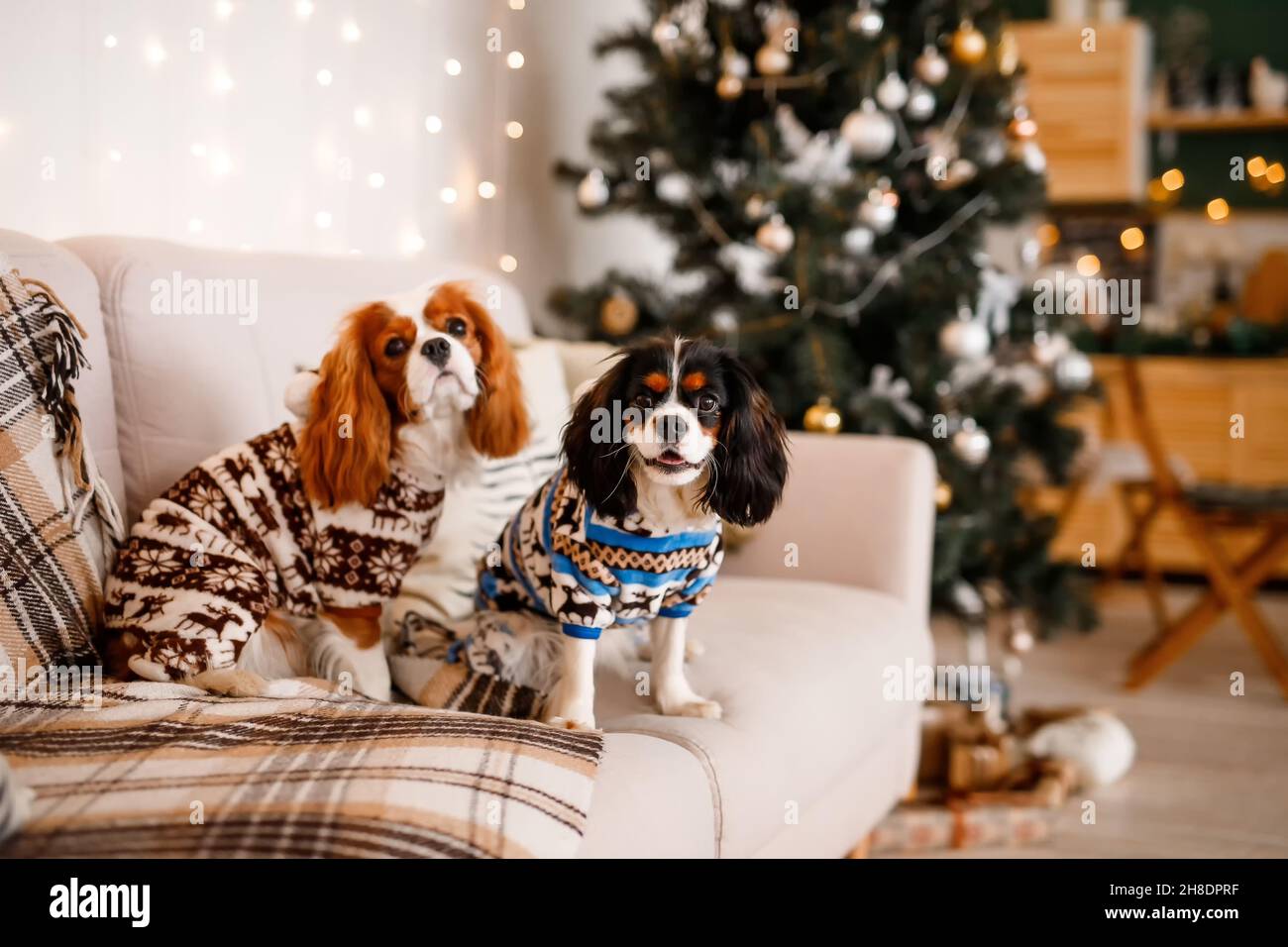 Zwei Spaniels, umgeben von Neujahrsdekorationen und Geschenken, spielen und genießen Weihnachten und Neujahr. Stockfoto