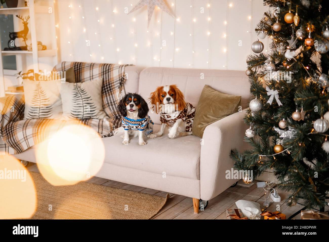 Zwei Spaniels, umgeben von Neujahrsdekorationen und Geschenken, spielen und genießen Weihnachten und Neujahr. Stockfoto