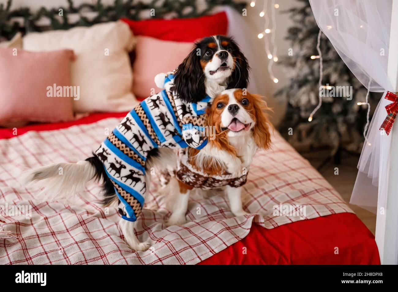 Zwei Spaniels, umgeben von Neujahrsdekorationen und Geschenken, spielen und genießen Weihnachten und Neujahr. Stockfoto