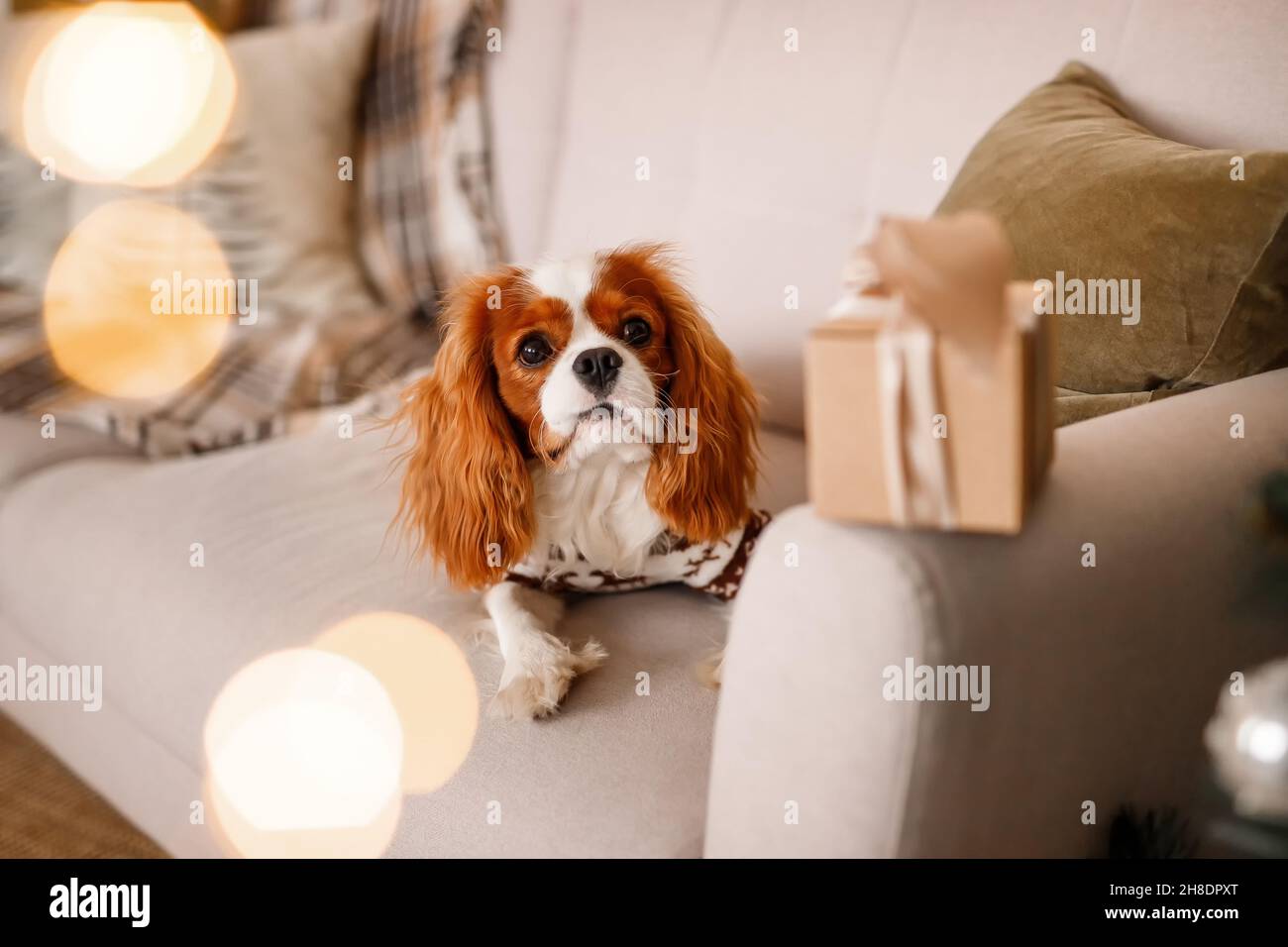 Zwei Spaniels, umgeben von Neujahrsdekorationen und Geschenken, spielen und genießen Weihnachten und Neujahr. Stockfoto