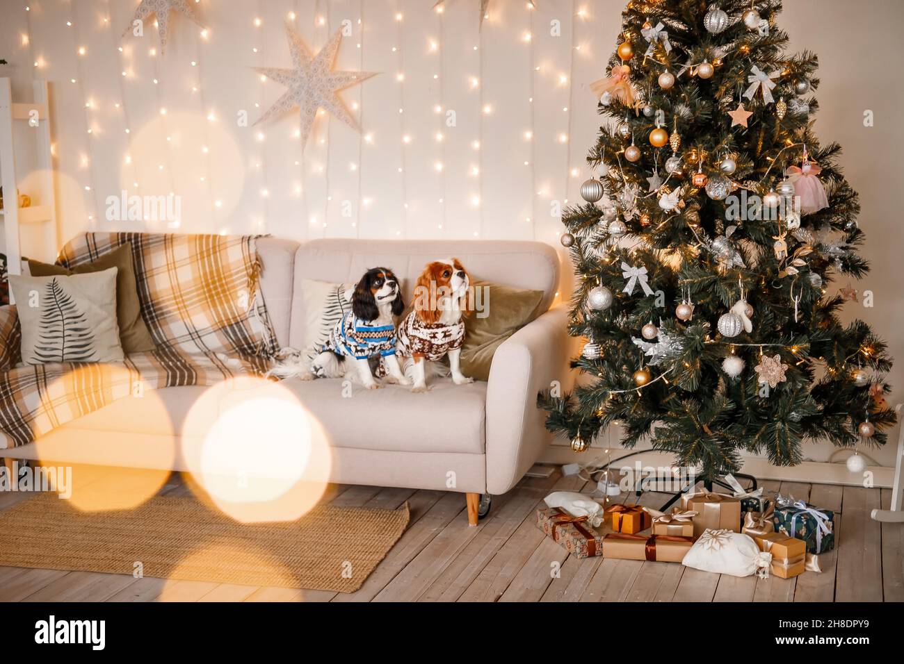 Zwei Spaniels, umgeben von Neujahrsdekorationen und Geschenken, spielen und genießen Weihnachten und Neujahr. Stockfoto