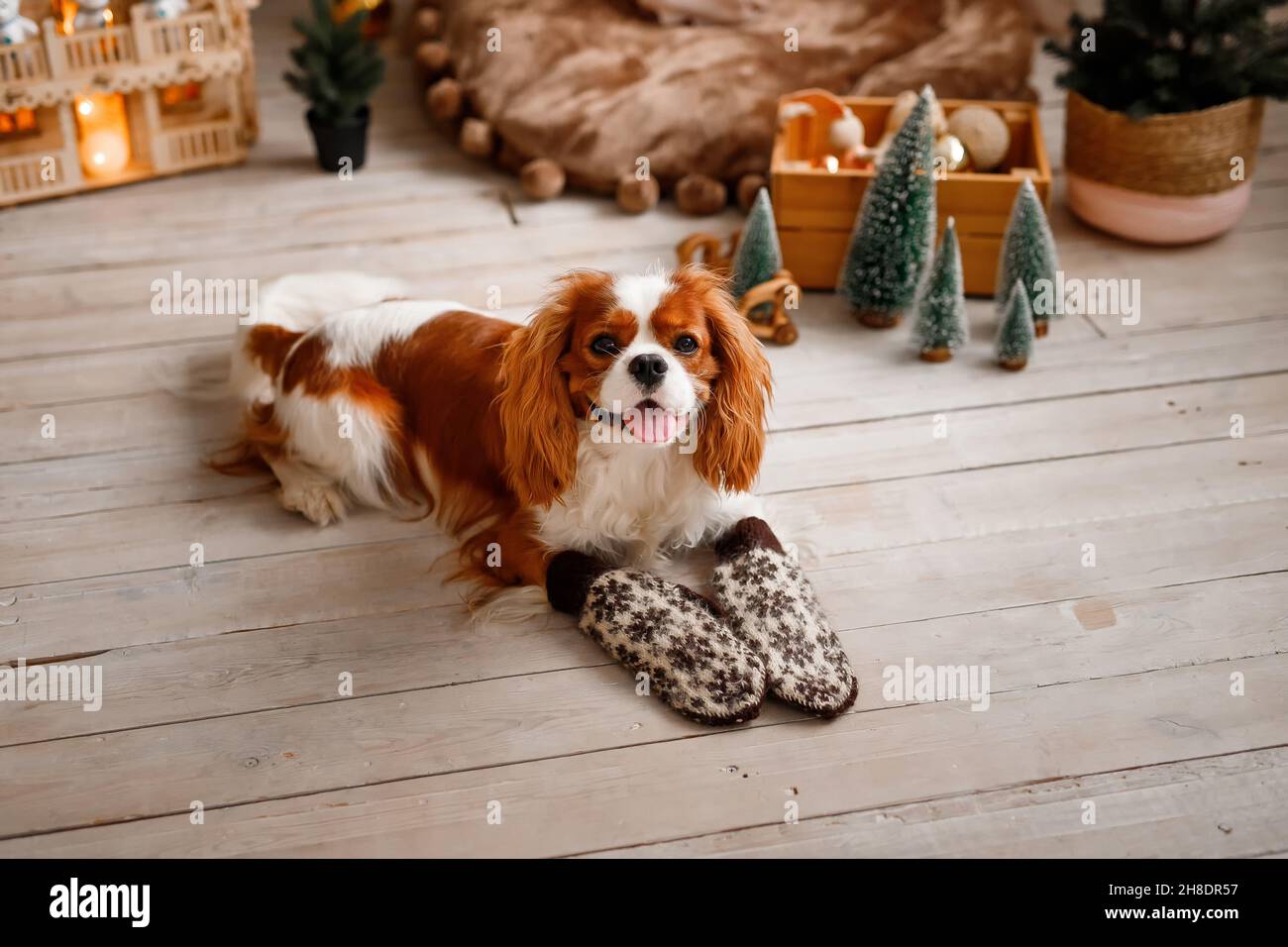 Der Cavalier King Charles Spaniel liegt in Winterärmeln auf dem Boden. Hund feiert das neue Jahr Stockfoto
