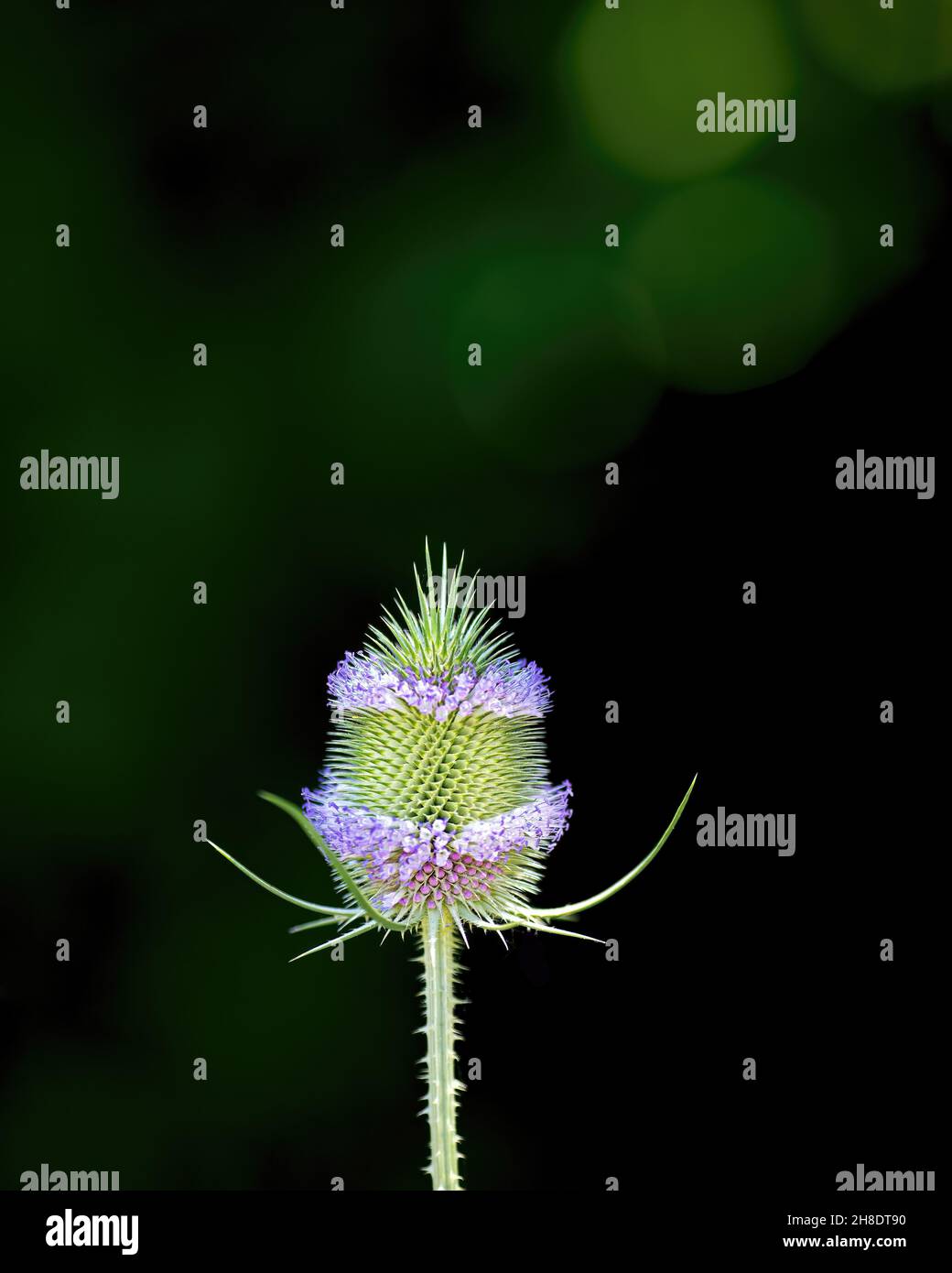 Blumen und Kopf, geringe Schärfentiefe Stockfoto