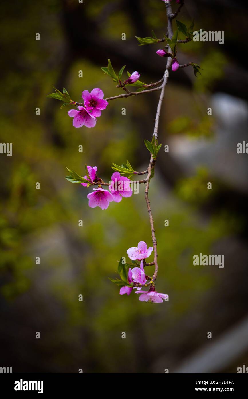 Pfirsichblüten Anfang März 2021 Stockfoto