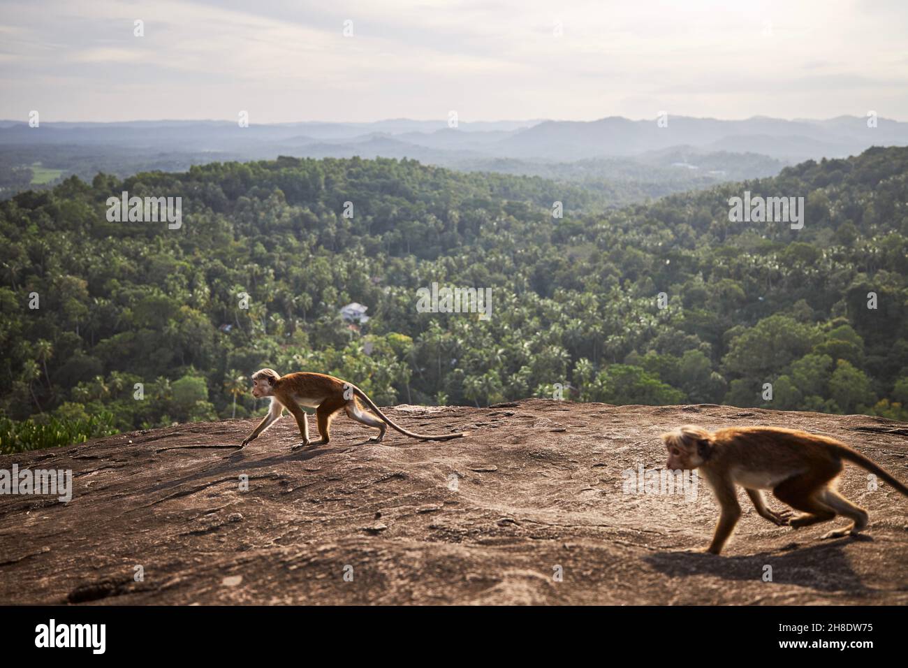 Zwei niedliche Affen, die in Sri Lanka auf einem Felsen gegen die Landschaft mit tropischem Regenwald laufen. Stockfoto