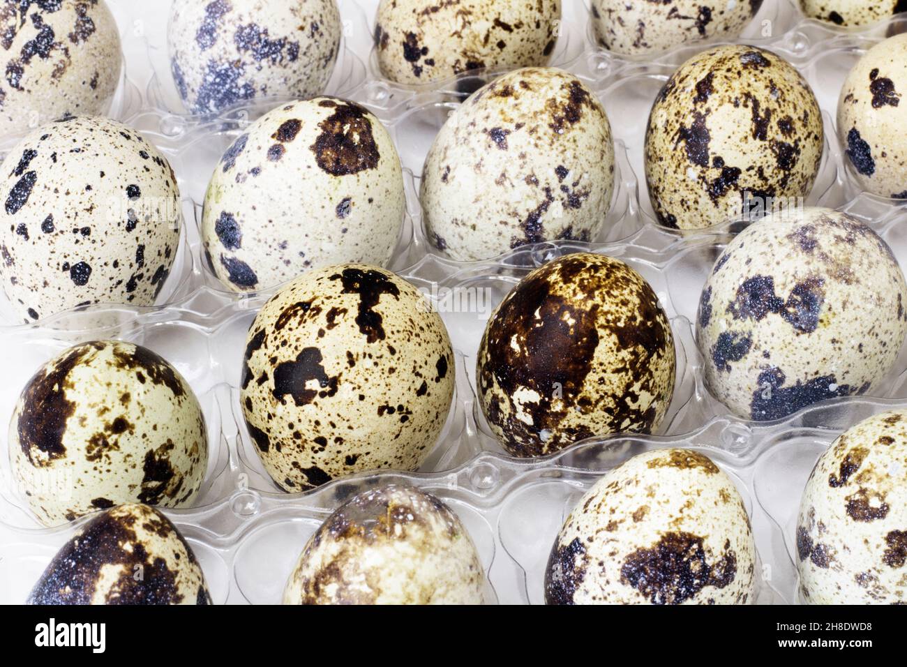 Viele Wachteleier in der Packung. Selektiver Fokus. Hintergrund mit Wachteleiern. Konzept Bauernhof, Geflügelzucht, ostern. Speicherplatz kopieren Stockfoto