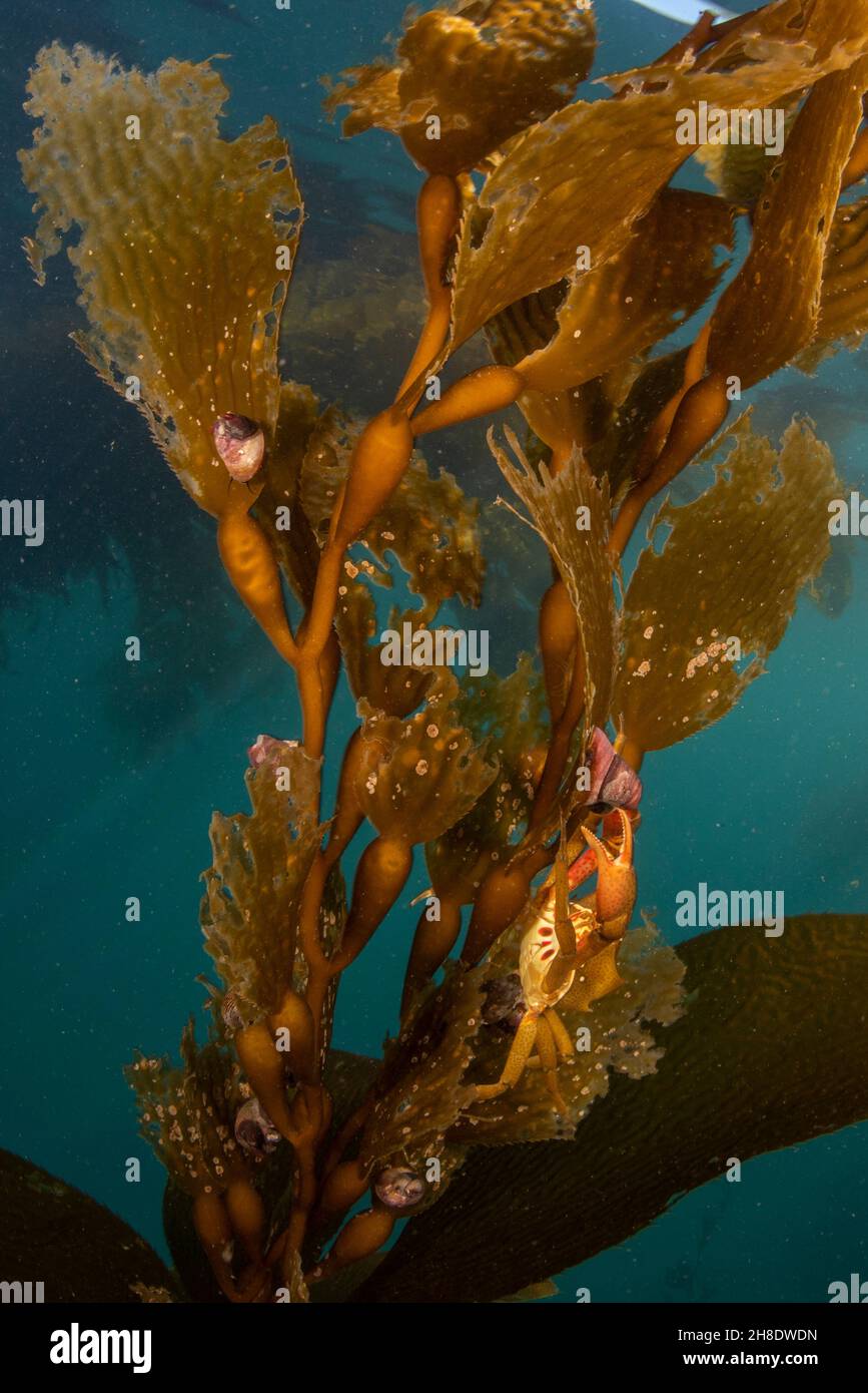Wedel und Schwimmer von Riesenkelp (Macrocystis pyrifera) wachsen unter Wasser im Ozean in Monterey Bay, Kalifornien. Eine Krabbe ist auf dem Kelp getarnt. Stockfoto