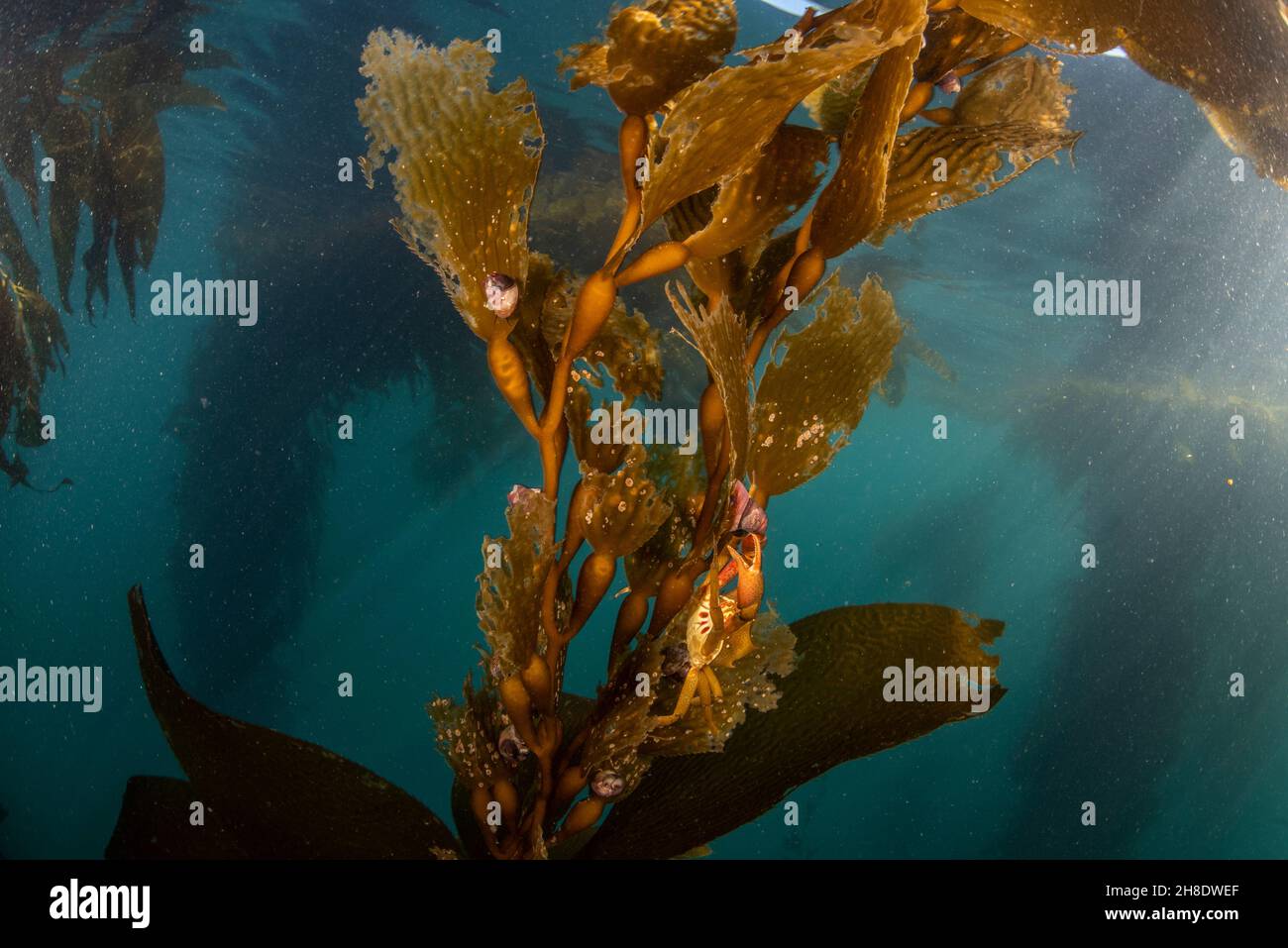 Wedel und Schwimmer von Riesenkelp (Macrocystis pyrifera) wachsen unter Wasser im Ozean in Monterey Bay, Kalifornien. Eine Krabbe ist auf dem Kelp getarnt. Stockfoto