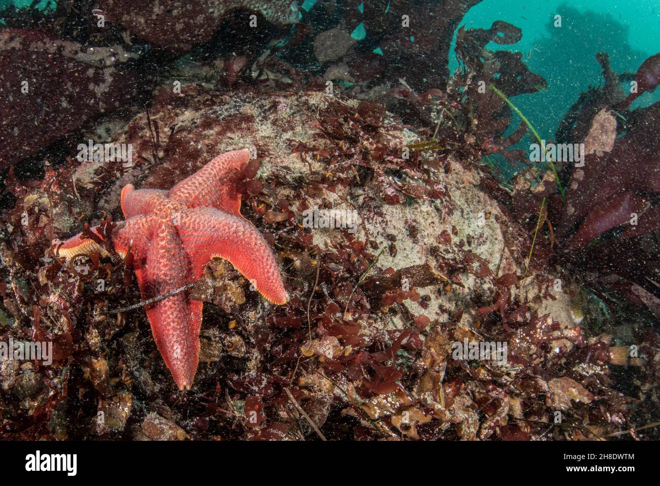Ein Seesterfisch auf dem felsigen Meeresboden der Monterey Bay in Kalifornien, USA. Stockfoto