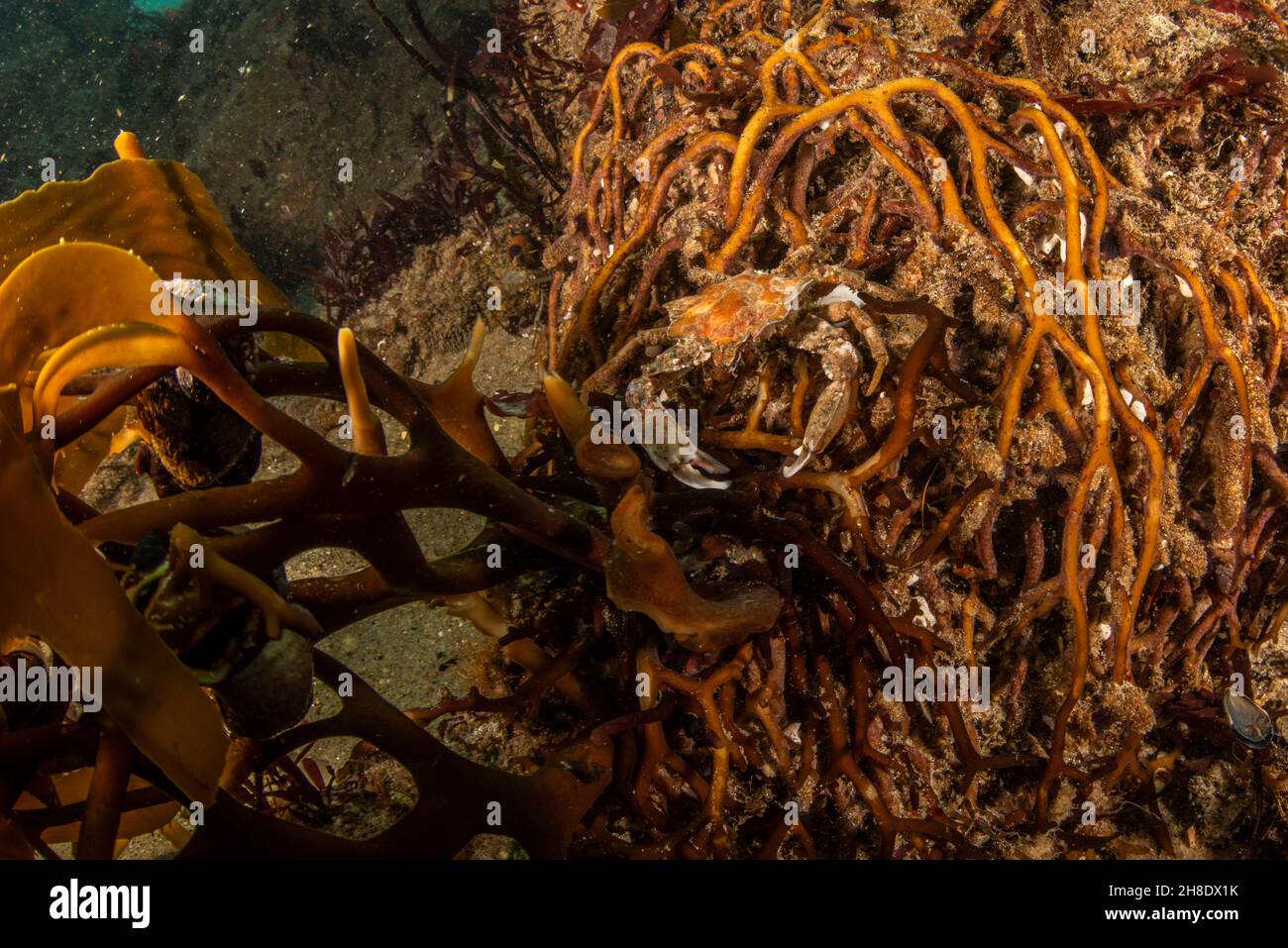 Eine Seetang-Krabbe (Pugettia producta), getarnt auf dem Holdfast eines riesigen Seetang (Macrocystis pyrifera) unter Wasser in Monterey Bay, Kalifornien. Stockfoto