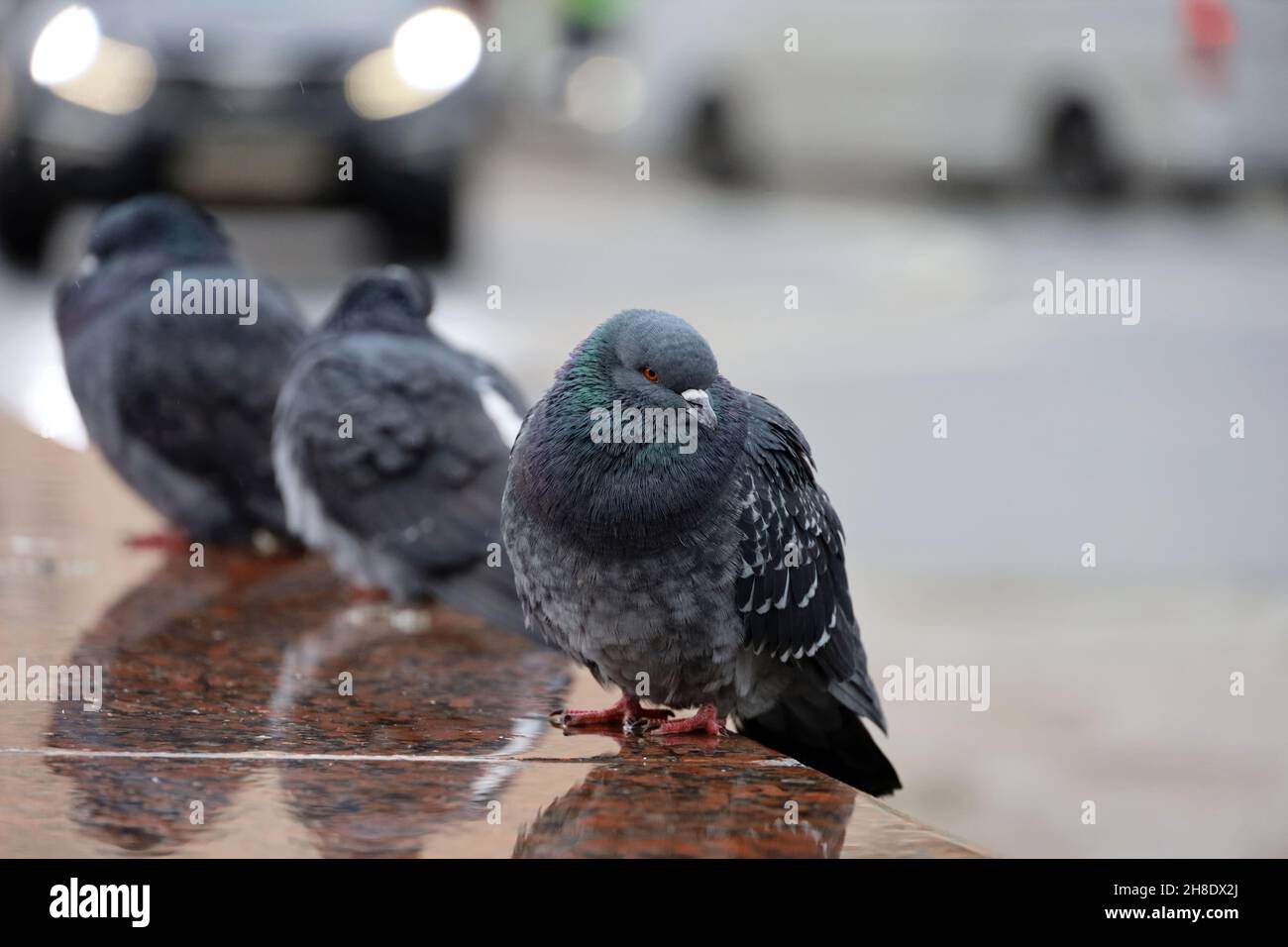 Kaltes Wetter, Tauben sitzen auf einer Steinbrüstung auf der Straße der Stadt. Drei Tauben auf unscharfem Autohintergrund, eiskalte Vögel im Winter Stockfoto