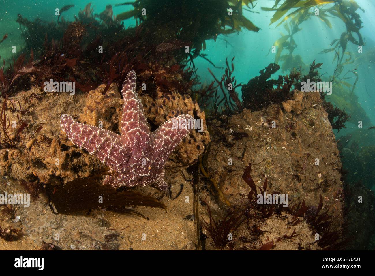 Dieser Seestern, ein violetter Seestern (Pisaster ochraceus) unter Wasser, ist eine große Stachelhäuter- und Keystone-Art der Monterey-Bucht in Kalifornien. Stockfoto