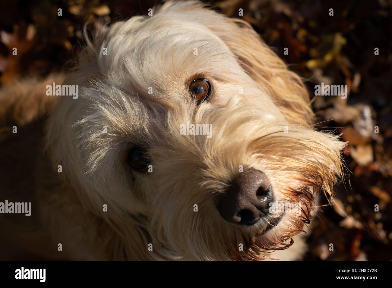 Cockapoo Hund schaut auf mit Herbstblättern im Hintergrund Stockfoto