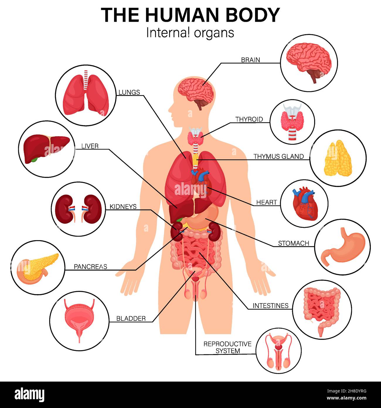 Menschliches Körper innere Organe Diagramm flache Infografik Poster mit Symbolen Bildnamen Ort und Definitionen Vektor-Illustration. Herz und Gehirn, Leber Stock Vektor