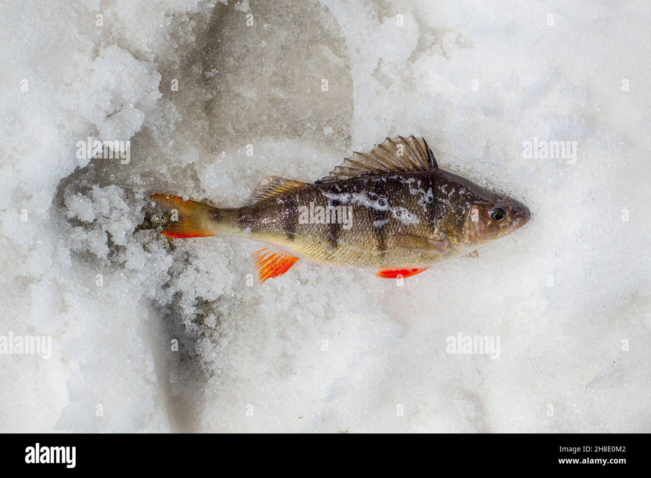 Bass liegt auf Schnee Nahaufnahme von fleischfressenden Fischen Stockfoto