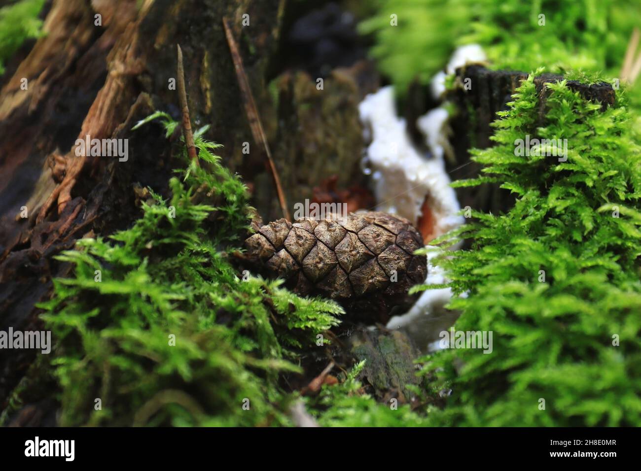 Ein gefallener Kegel in einem polnischen Wald mit weißem Pilz dahinter. Stockfoto