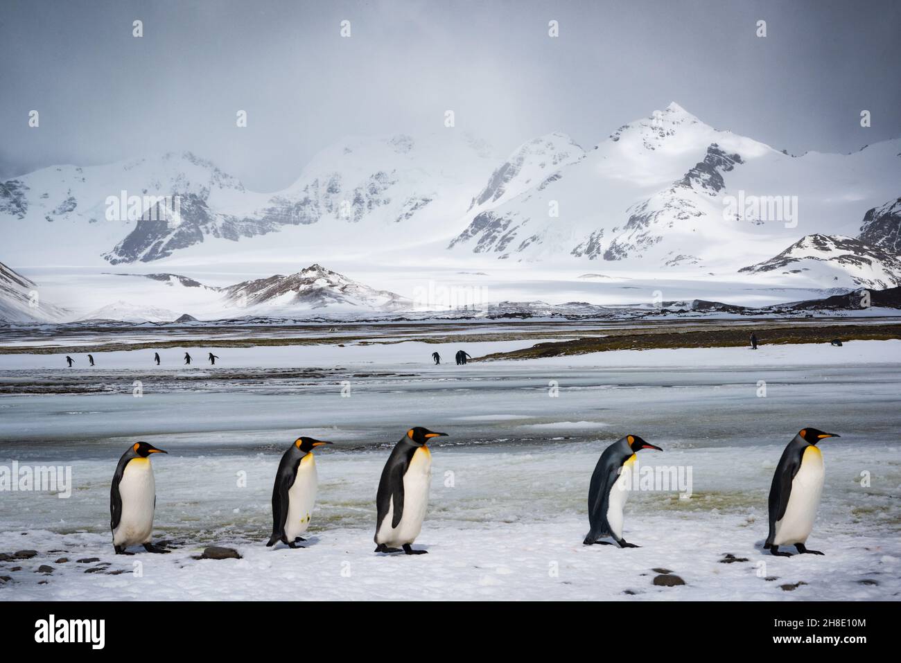 Königspinguine, die in Südgeorgien Schlange stehen Stockfoto