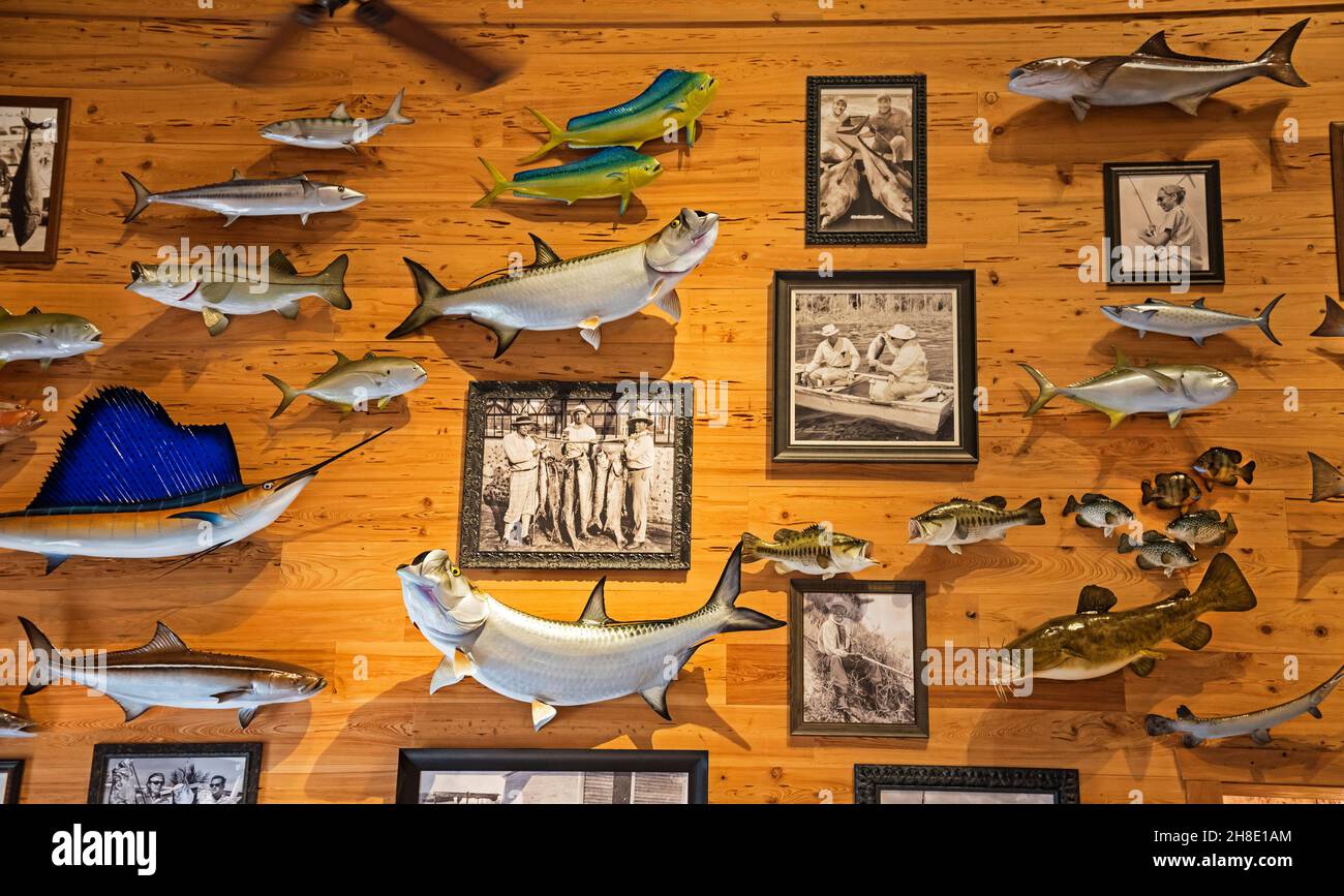 Angeln Display komplett mit alten Fotos und montiert Fisch in einem Outdoor-Freizeit-Shop in North Central Florida. Stockfoto