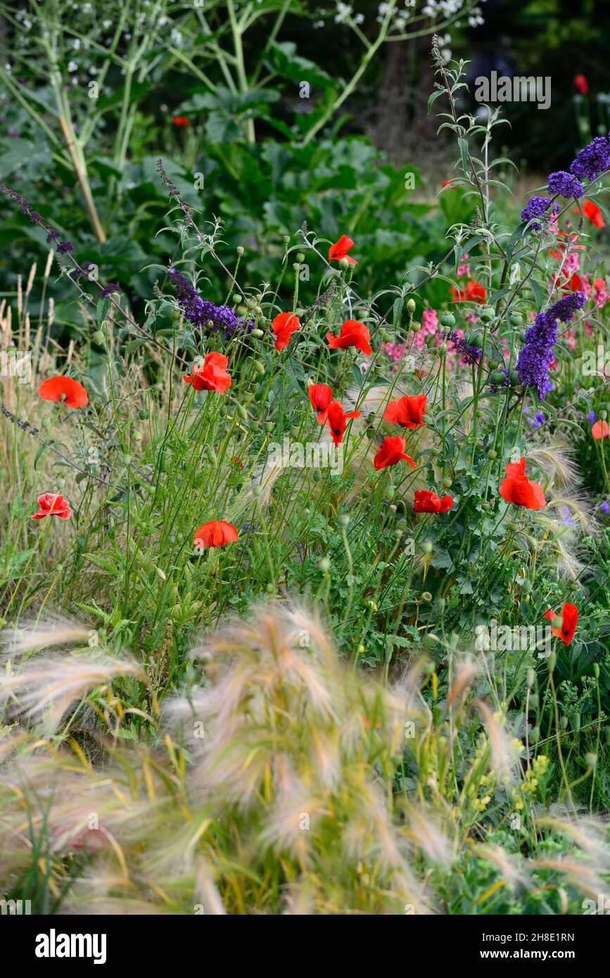 Papaver-Rhoeas, gemeiner Mohn, Maismohn, Maisrose, Feldmohn, roter Mohn, buddleja davidii, Butterfly-Busch, Gerste, hordeum, Wildblumen, Wildblumen, Wildflow Stockfoto