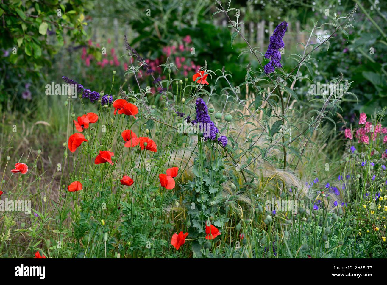 Papaver-Rhoeas, gemeiner Mohn, Maismohn, Maisrose, Feldmohn, roter Mohn, buddleja davidii, Butterfly-Busch, Gerste, hordeum, Wildblumen, Wildblumen, Wildflow Stockfoto