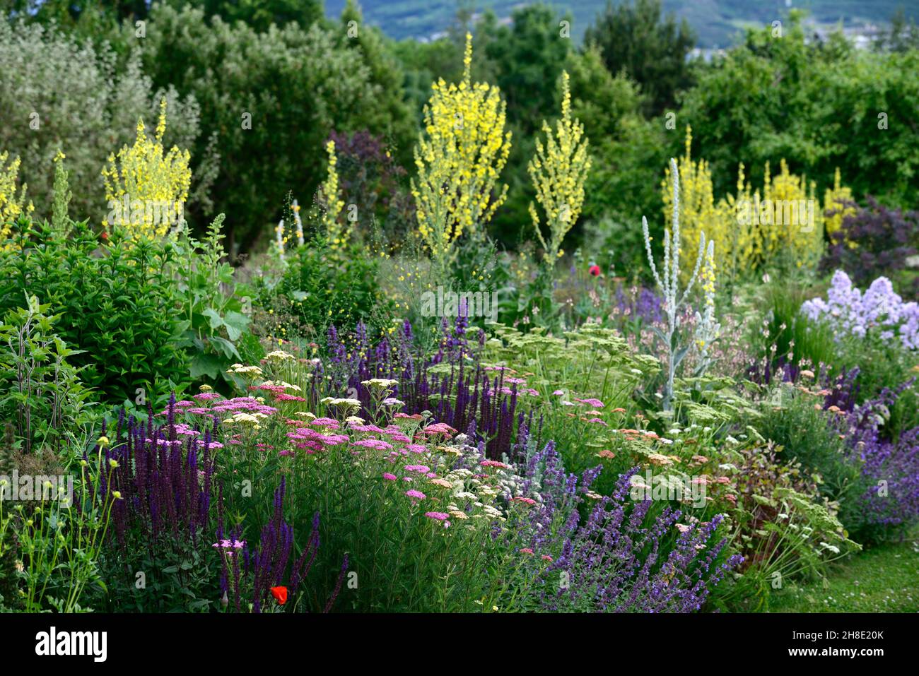 Mischbett, Rand, Stauden, Salvia, Schafgarbe, verbascum, Ozothamnus