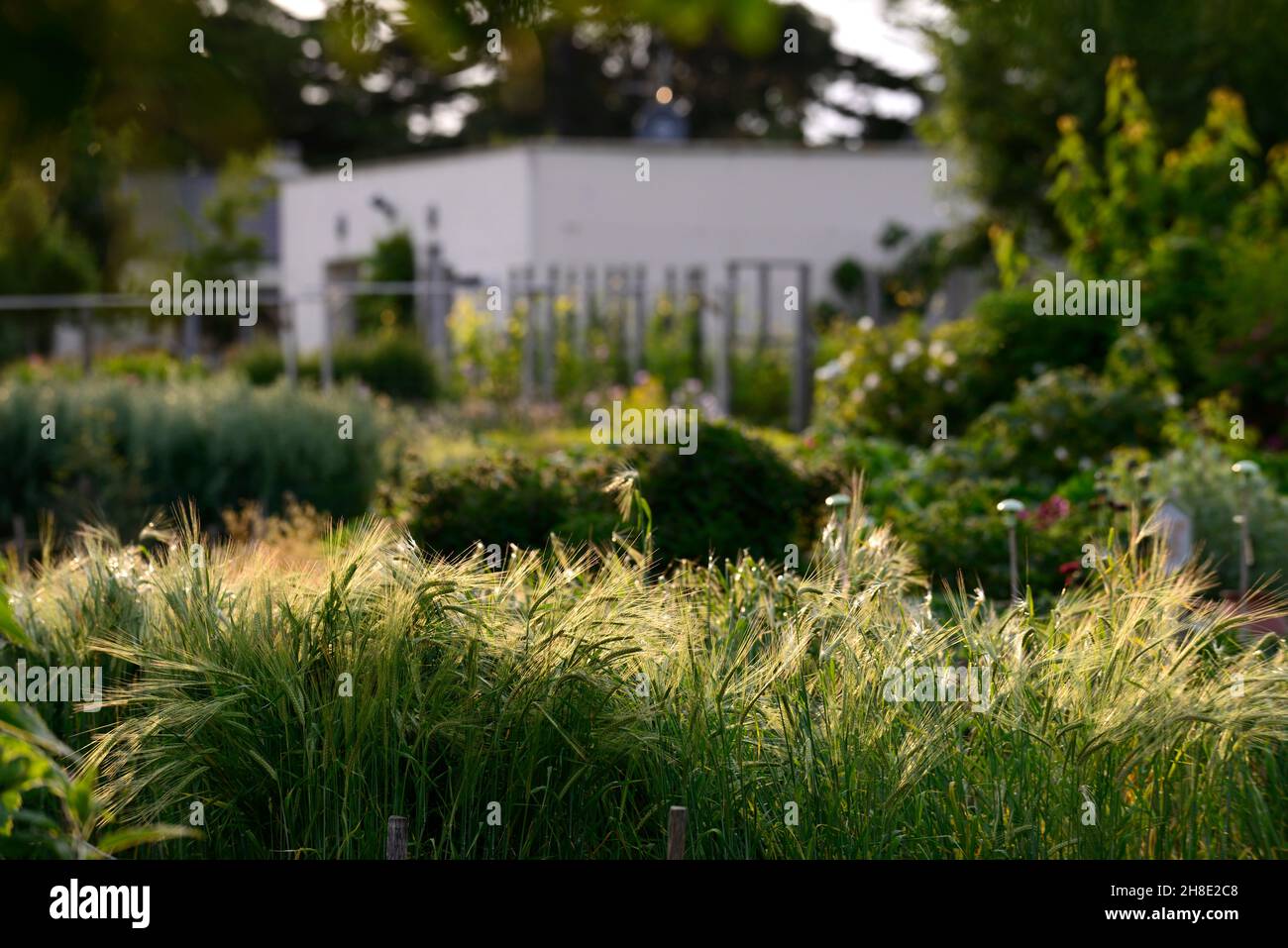 Gerste glasnevin, traditionelle Sorten, Getreide, Getreide, Getreide, Getreide, Getreide, Getreide, Getreide, Getreide, hordeum, RM floral Stockfoto