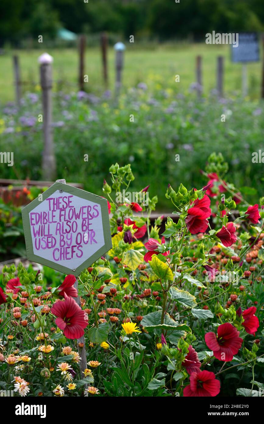 Essbare Blumen, essbare Blume, Begleitsanpflanzung, Hibiskus, Ringelblume, Garten, Gartenarbeit, Schrebergärten, Schrebergärten, Gärten, Kochen, Kochen, Zeichen, Lehren, Stockfoto