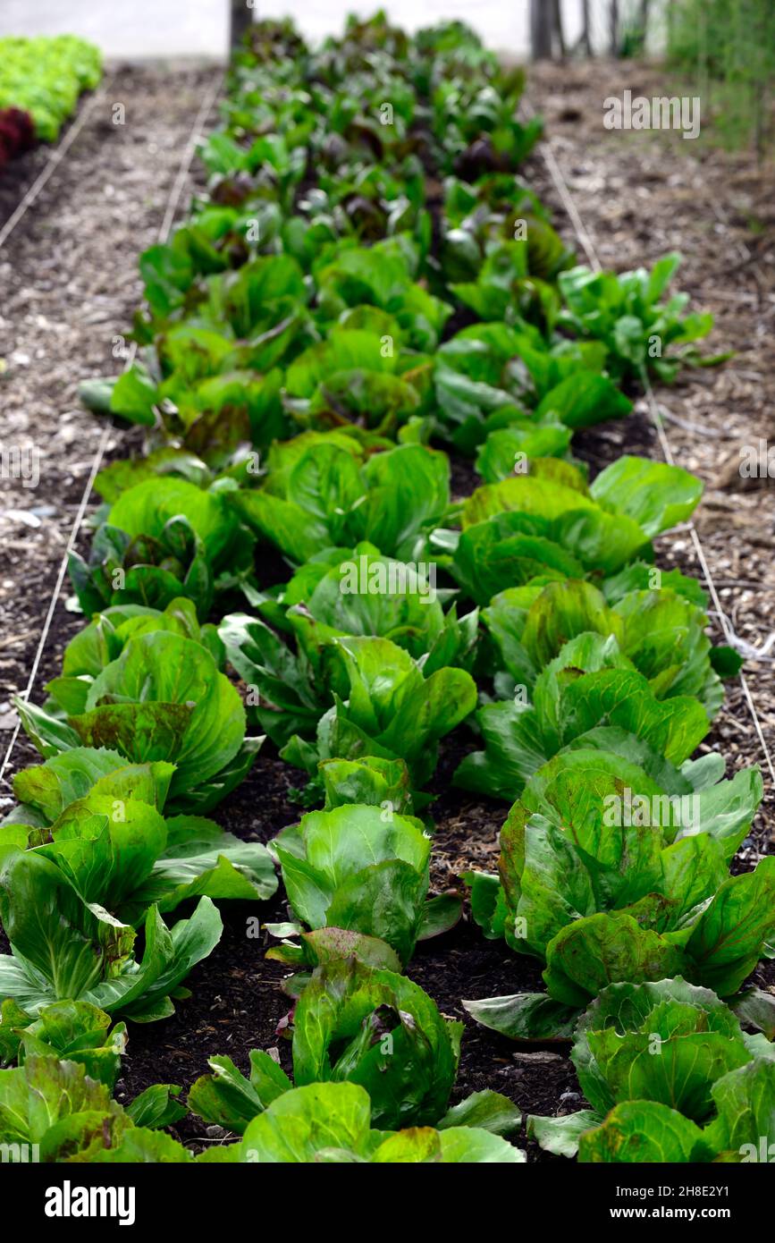 Zichorie, gewöhnliche Zichorie, Cichorium intybus, Salat, Salat, Gemüsegarten, essbare Ernte, Getreide, Gemüse, Gemüse, Gemüse, Gemüse, Gemüse, bunt, bunt, gr Stockfoto