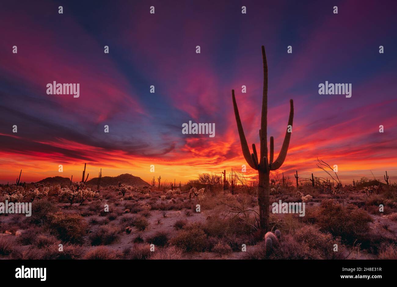 Malerische Wüstenlandschaft mit Saguaro Kaktus bei Sonnenuntergang in Phoenix, Arizona Stockfoto