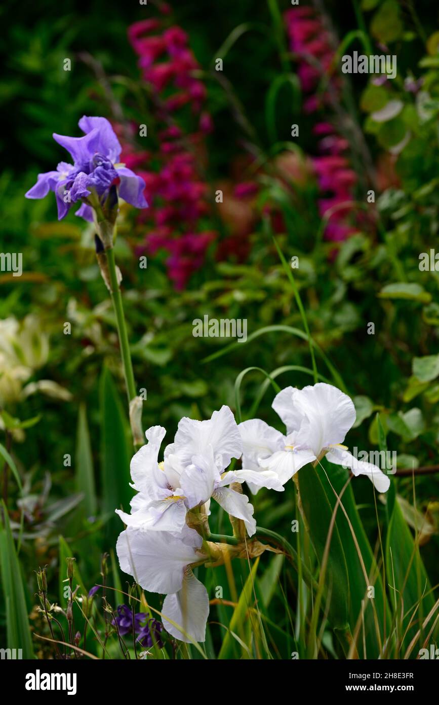 Eisweiße und blaubärtige Iris, Iris germanica, Deutsche Iris, Rhizomatous, himmelblaue Blumen, Blume, Blüte, Garten, Gärten, Mischbepflanzung, Gladiol Stockfoto
