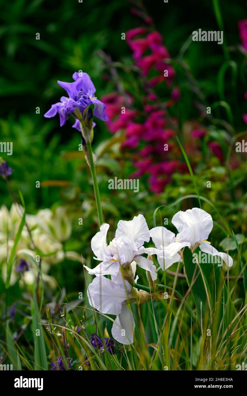 Eisweiße und blaubärtige Iris, Iris germanica, Deutsche Iris, Rhizomatous, himmelblaue Blumen, Blume, Blüte, Garten, Gärten, Mischbepflanzung, Gladiol Stockfoto