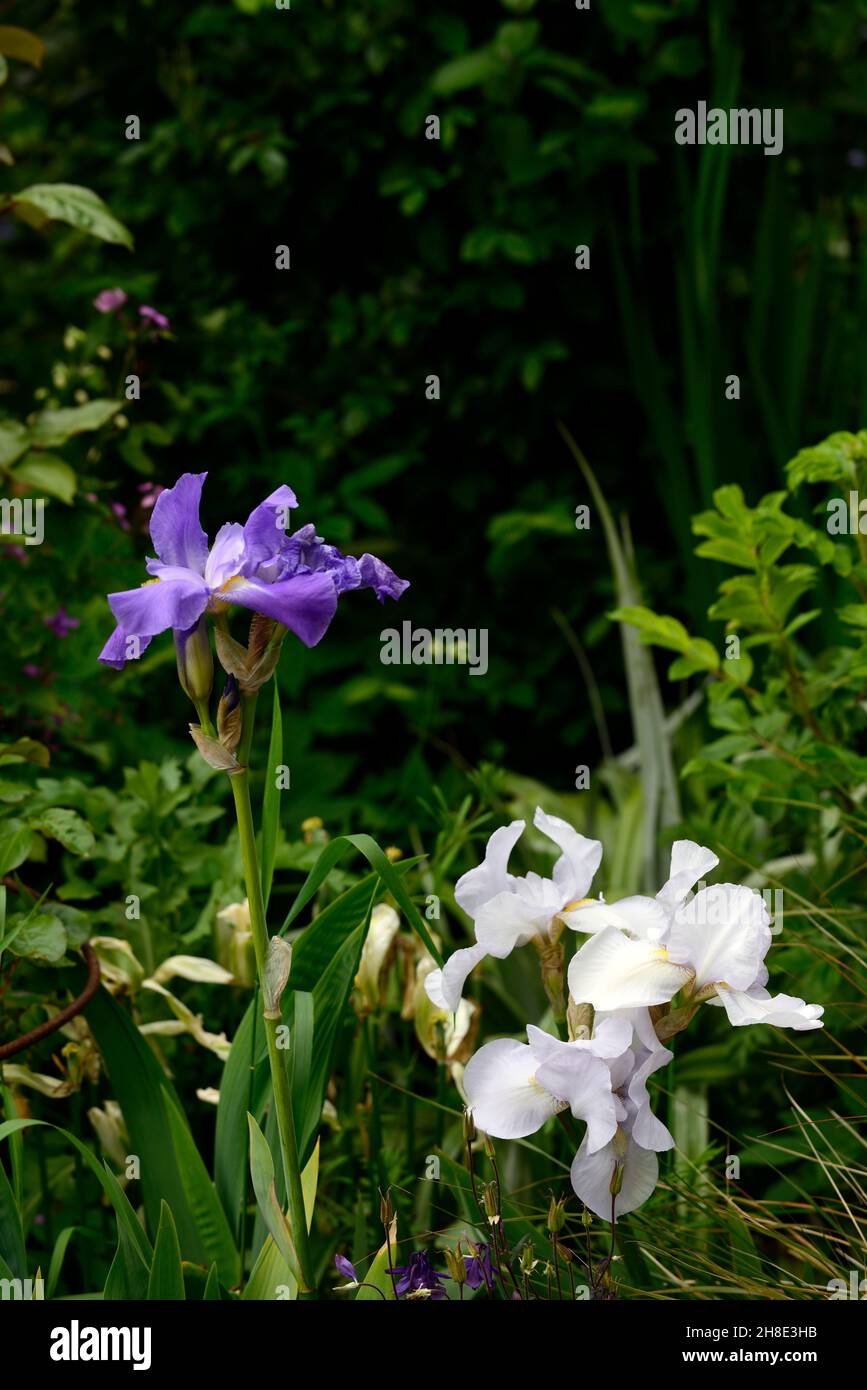 Eisweiße und blaubärtige Iris, Iris germanica, Deutsche Iris, Rhizomatous, himmelblaue Blumen, Blume, Blüte, Garten, Gärten, Aquilegia, Aquilegias, gemischte pl Stockfoto